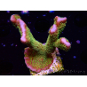 WYSIWYG - RAH Montipora Silly Salmon