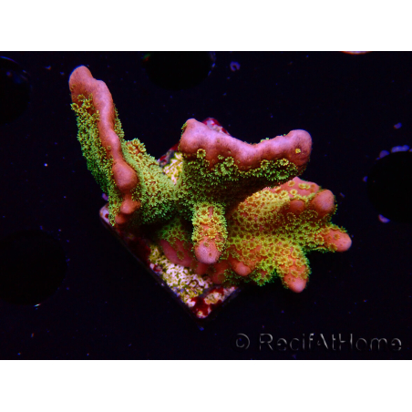 WYSIWYG - RAH Montipora Silly Salmon