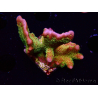 WYSIWYG - RAH Montipora Silly Salmon 5Z3