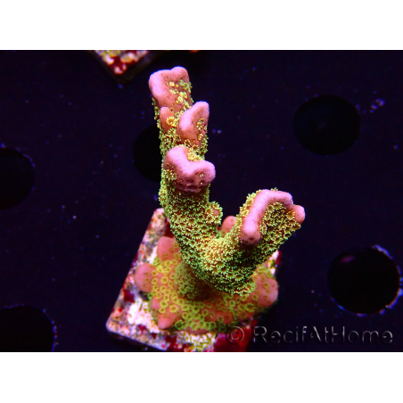 WYSIWYG - RAH Montipora Silly Salmon