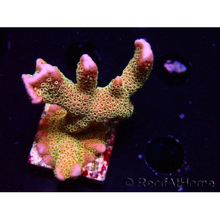 WYSIWYG - RAH Montipora Silly Salmon