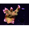 WYSIWYG - RAH Montipora Silly Salmon