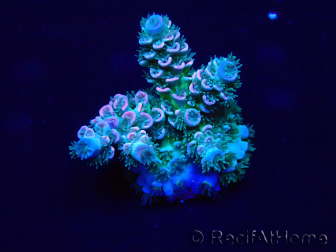 WYSIWYG Acropora Maricoltura acclimatata led
