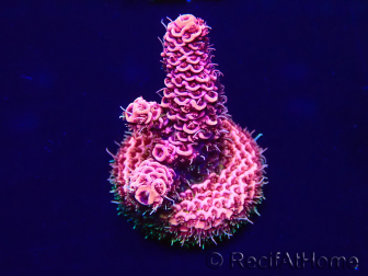 WYSIWYG Acropora Marikultur akklimatisiert LED