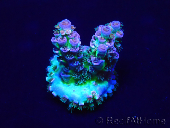 WYSIWYG Acropora tenuis 15B2 Mariculture acclimaté led