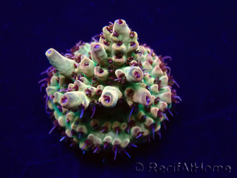 WYSIWYG Acropora Maricultura aclimatada LED