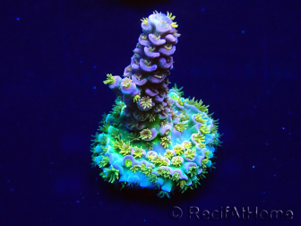 WYSIWYG Acropora tenuis 15C3 Mariculture acclimaté led