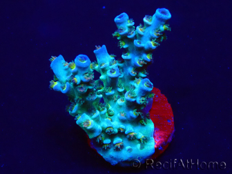 WYSIWYG Acropora tenuis 15C8 Mariculture acclimaté led