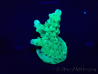 WYSIWYG Acropora Marikultur akklimatisiert LED