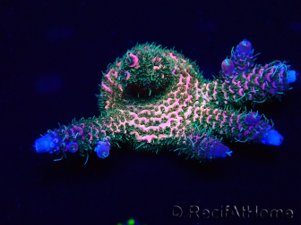 WYSIWYG Acropora milleporaMaricoltura acclimatata a LED