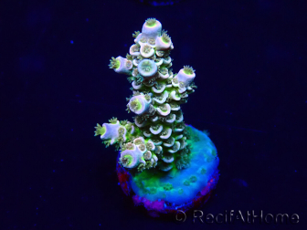 WYSIWYG Acropora Maricoltura acclimatata a LED