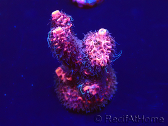 WYSIWYG Acropora acclimatata a LED