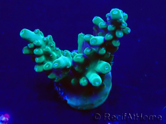 WYSIWYG Acropora granulosa 15F1 Mariculture acclimaté led