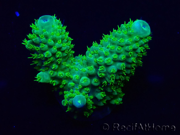 WYSIWYG Acropora 15F3 Mariculture acclimaté led