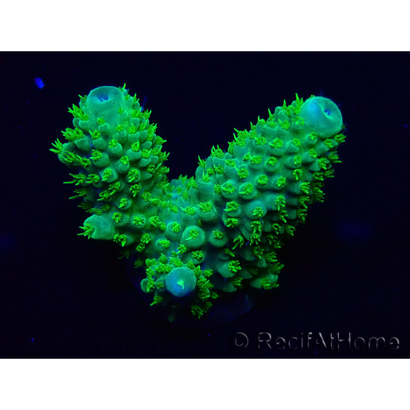 WYSIWYG Acropora 15F3 aclimatado led