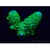 WYSIWYG Acropora 15F3 acclimatata a LED