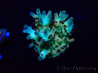 WYSIWYG Acropora acclimated LED