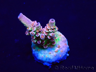 WYSIWYG Acropora hyacinthus Mariculture acclimaté led