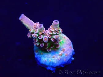 WYSIWYG Acropora Marikultur akklimatisiert LED
