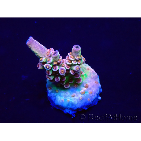 WYSIWYG Acropora Marikultur akklimatisiert LED
