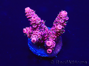 WYSIWYG Acropora Australia acclimatata a LED