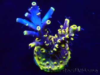 WYSIWYG Acropora Marikultur akklimatisiert LED