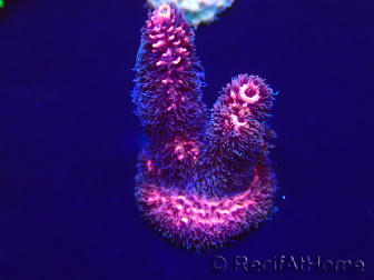 WYSIWYG Acropora Australien akklimatisiert LED