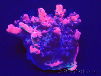 WYSIWYG Acropora 15G8 Maricoltura acclimatata a led