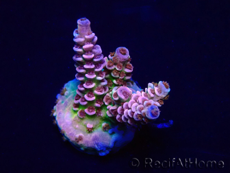 WYSIWYG Acropora tenuis 15G9 Mariculture acclimaté led