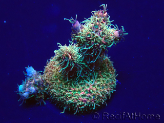 WYSIWYG Acropora akklimatisiert LED