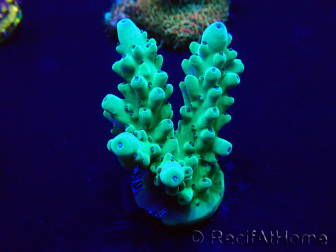 WYSIWYG Acropora Maricultuur geacclimatiseerd LED