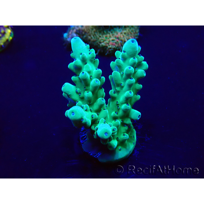 WYSIWYG Acropora Maricultura aclimatada LED