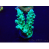 WYSIWYG Acropora Marikultur akklimatisiert LED