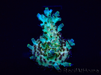 WYSIWYG Acropora Maricoltura acclimatata a LED