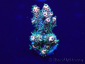 WYSIWYG Acropora millepora Maricoltura acclimatata a LED