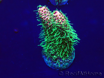 WYSIWYG Acropora millepora 15H4 Mariculture acclimaté led