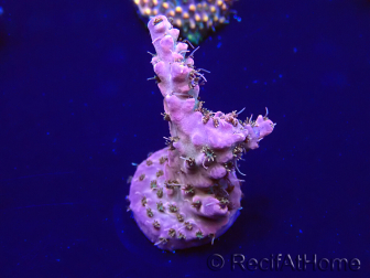 WYSIWYG Acropora 15I2 Mariculture acclimaté led