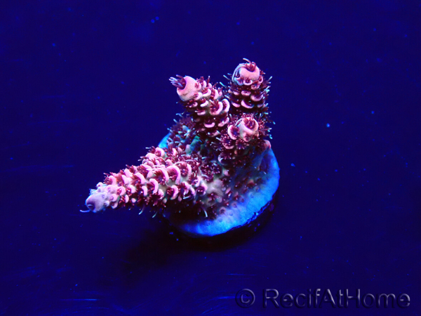 WYSIWYG Acropora millepora Mariculture acclimaté led
