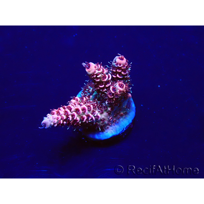 WYSIWYG Acropora millepora Mariculture acclimaté led