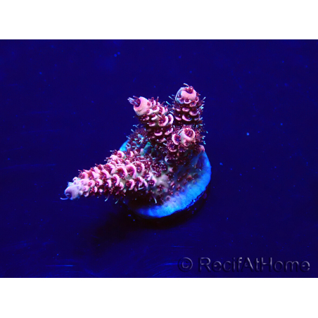 WYSIWYG Acropora millepora Mariculture acclimaté led