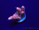 WYSIWYG Acropora millepora Mariculture acclimaté led