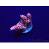 WYSIWYG Acropora millepora Mariculture acclimaté led
