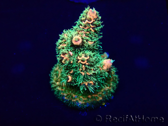 WYSIWYG Acropora millepora 15I6 Mariculture acclimaté led