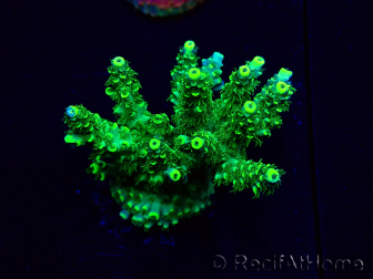 WYSIWYG Acropora Marikultur akklimatisiert LED