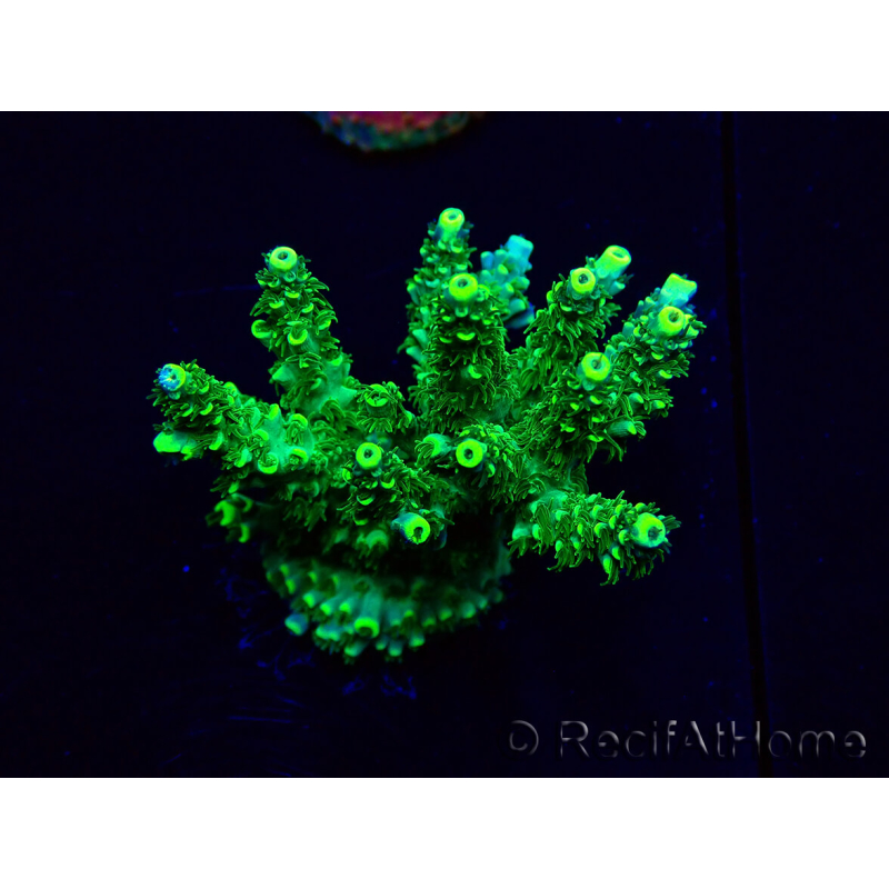 WYSIWYG Acropora Mariculture acclimaté led