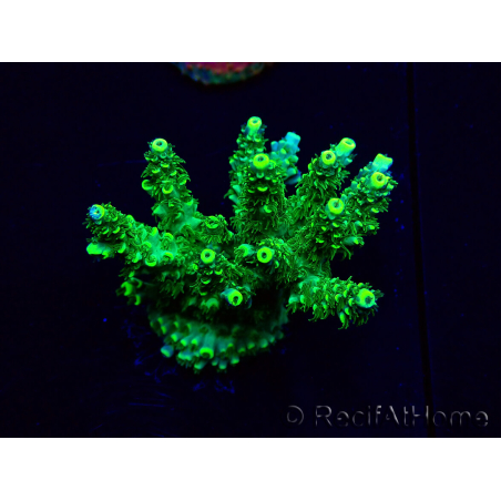 WYSIWYG Acropora Mariculture acclimaté led