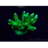 WYSIWYG Acropora Mariculture acclimaté led