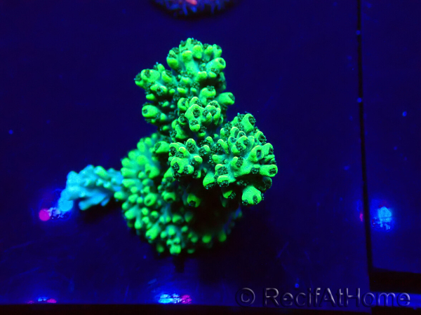 WYSIWYG Acropora Mariculture acclimated LED