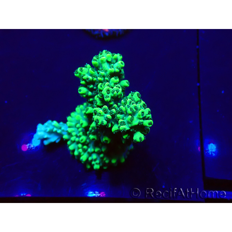 WYSIWYG Acropora Mariculture acclimated LED