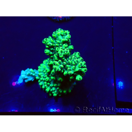 WYSIWYG Acropora Mariculture acclimated LED
